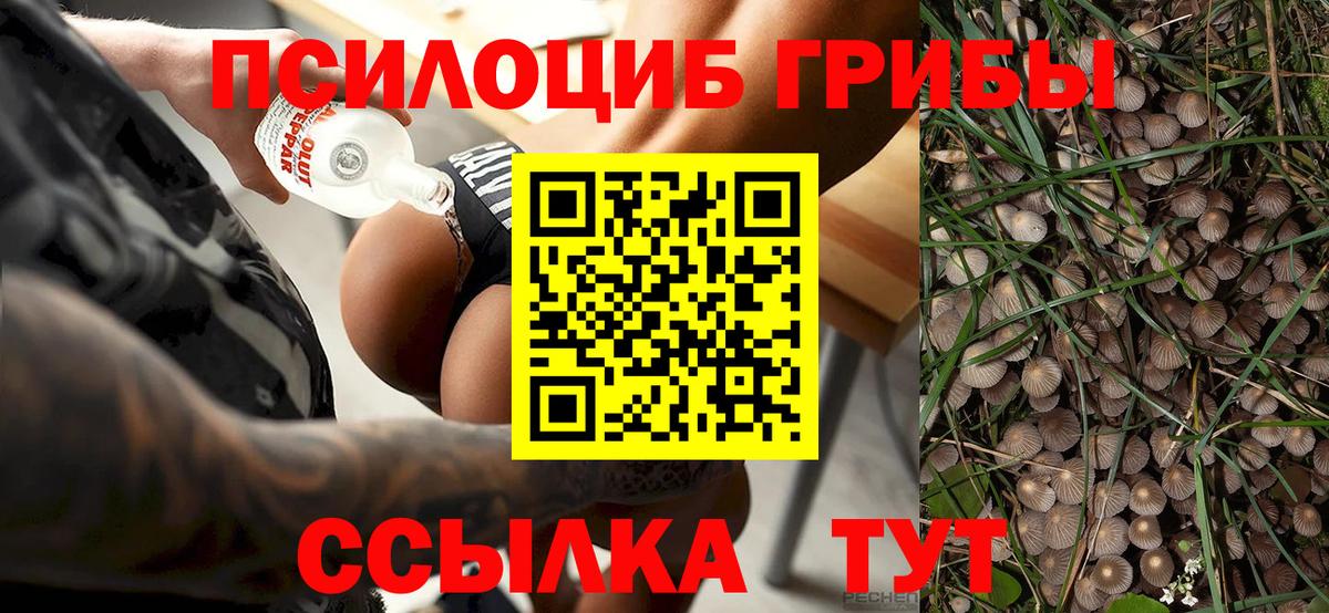 Галлюциногенные грибы MAGIC MUSHROOMS  Вход с VPN  Новозыбков 